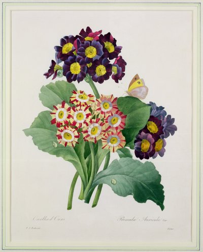Primula Auricula, engraved by Victor, from 